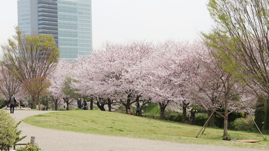 えびな桜